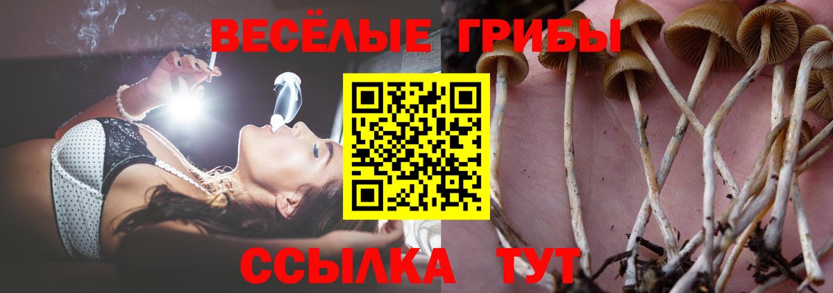 Псилоцибиновые грибы мицелий Крымск